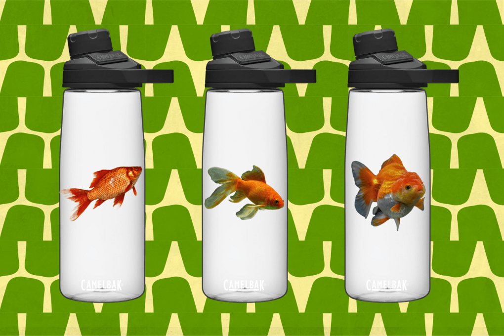 pet fish tsa