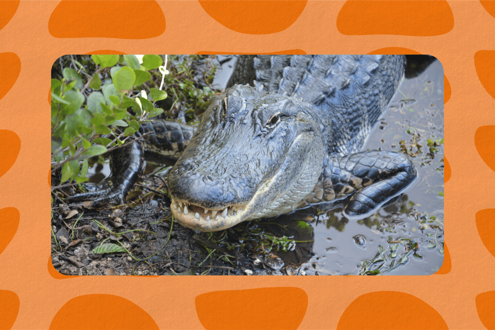 alligatorualabama