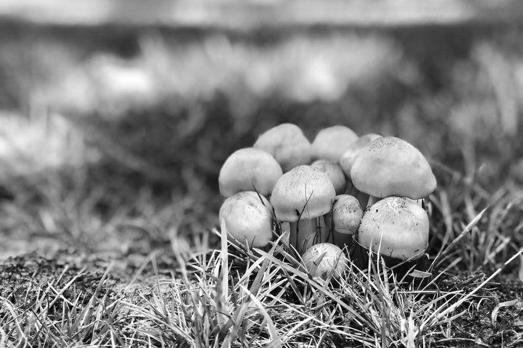 Mushroom