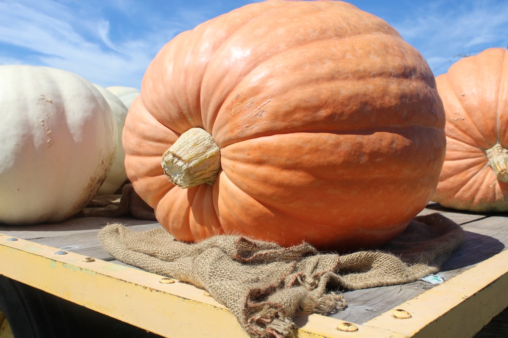 how-to-use-pumpkin-seeds-after-carving-a-jack-o-lantern