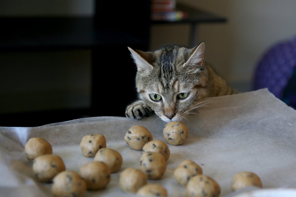 Chocolate Chip Cookie Dough Bites