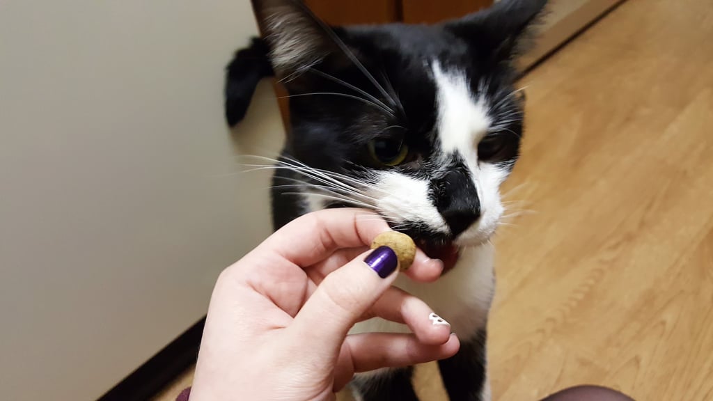 What Are the Human Foods That Cats Can Eat?