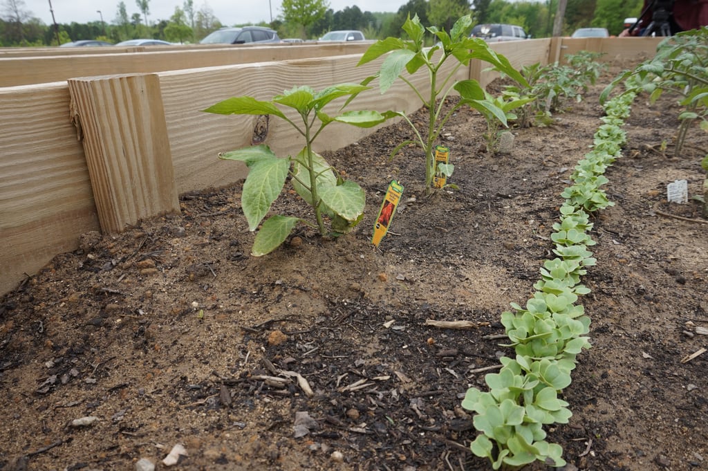 Things We Learned at the Sabra Hummus Factory