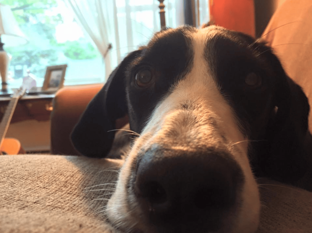 These are the Best DogFriendly Restaurants in NYC