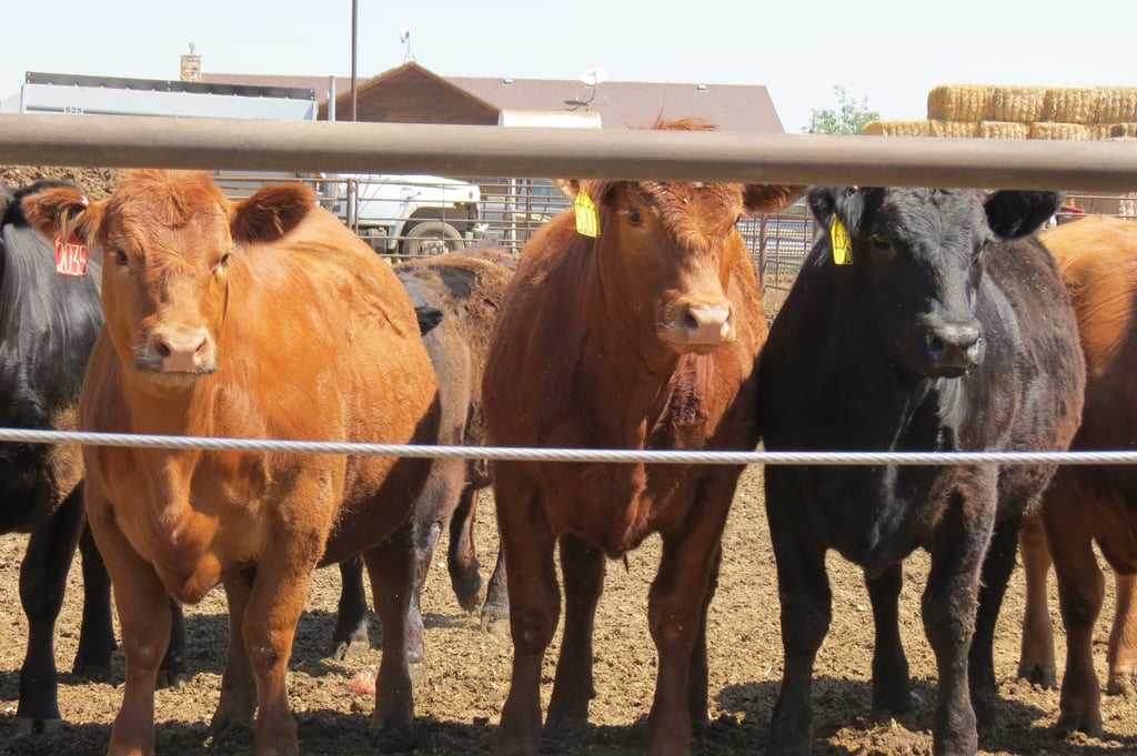 why-is-it-called-beef-when-it-s-from-cows