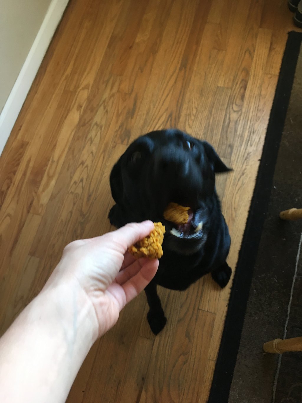Homemade Dog Treats That You Can Eat Too