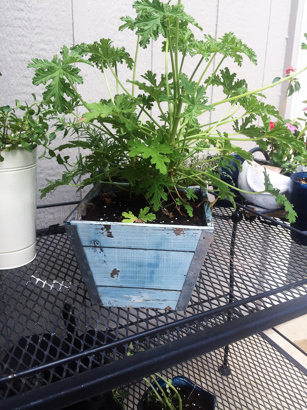 The 5 Best Herbs to Keep Bugs Away From Your Summer Fun