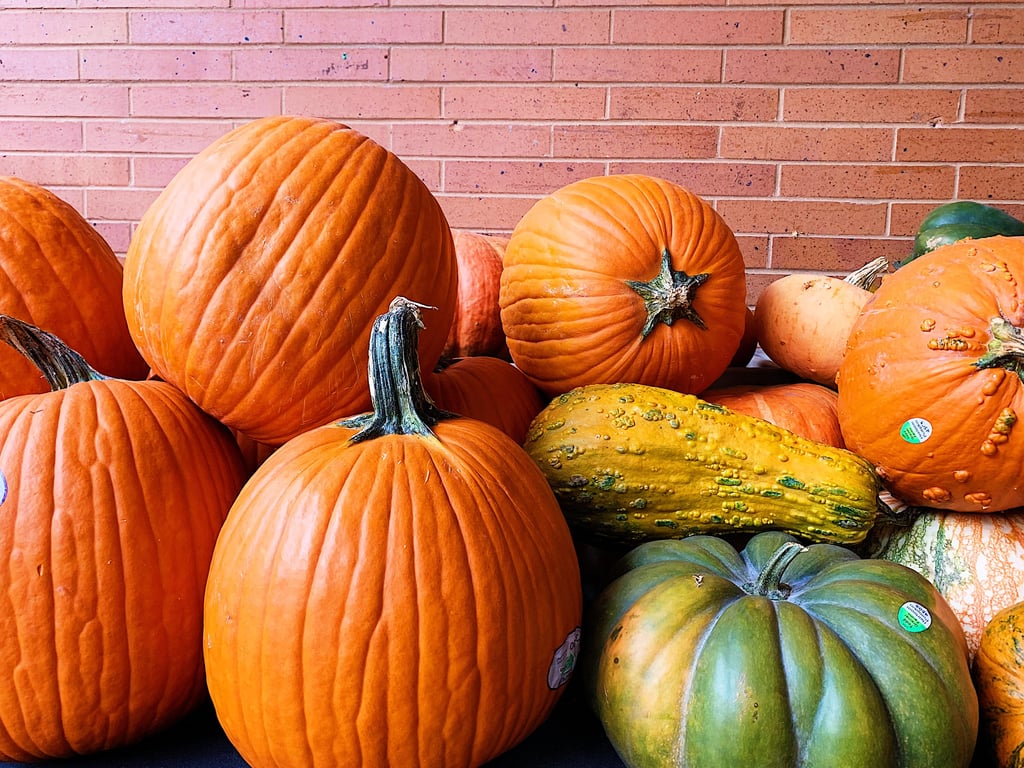 Sugar Bowl Bakery has all the pumpkin sweets you need to eat