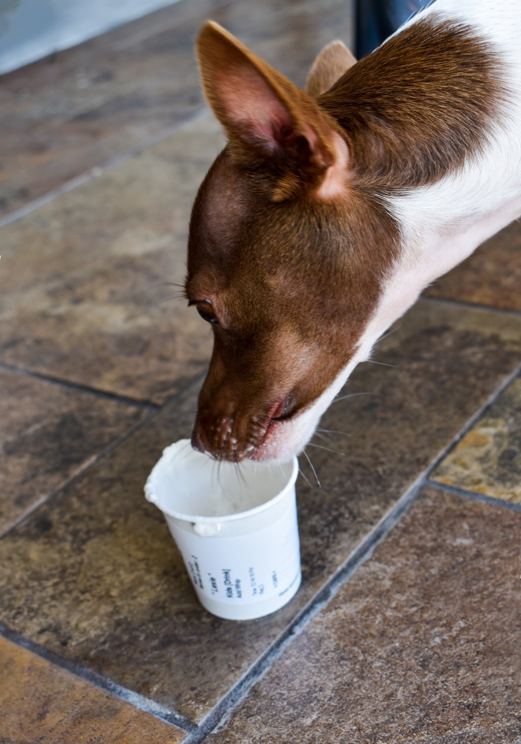 Dunkin donuts puppuccino 2025