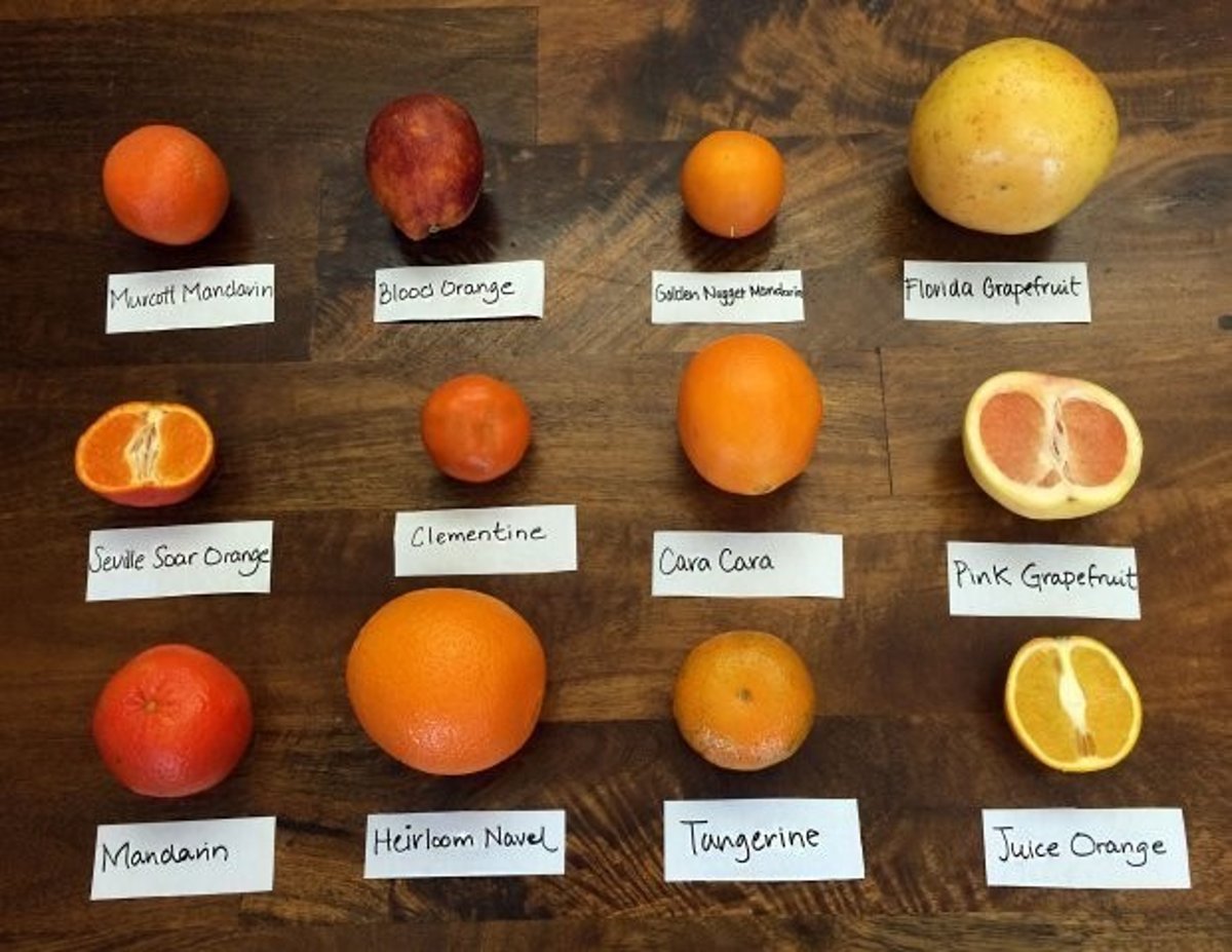 How to Differentiate Between Orange Citrus Fruits Next Time You re at