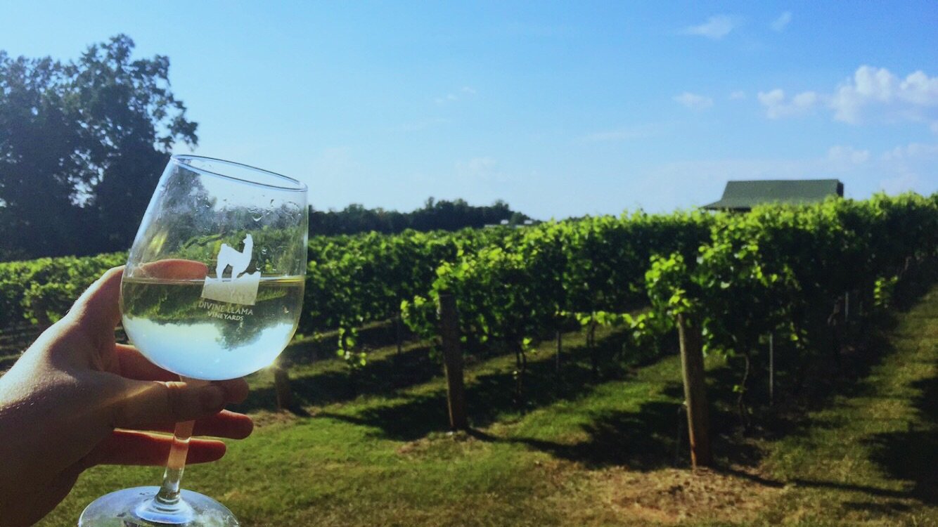 Divine llama vineyard cheap