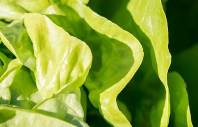 Add Competitive Lettuce-Eating to Your Extracurriculars 2 pexels photo 206721
