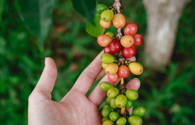 photo 1472495010058 65576a9959e4?ixlib=rb 0.3