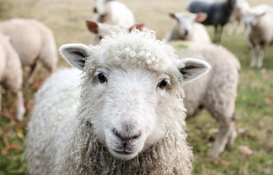 photo 1484557985045 edf25e08da73?ixlib=rb 0.3