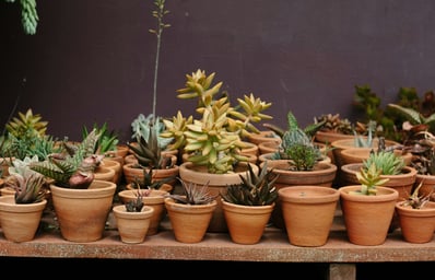 photo 1495696192555 097326e44111?ixlib=rb 0.3