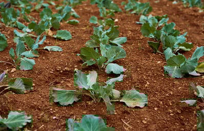 photo 1516133688184 afb1b2b88431?crop=entropy&cs=tinysrgb&fit=max&fm=jpg&ixid=MnwxMjA3fDB8MXxhbGx8fHx8fHx8fHwxNjM1MzgxNTAx&ixlib=rb 1.2