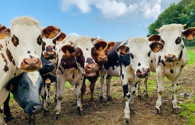 photo 1568038100292 c75e7d6b9d82?ixlib=rb 1.2