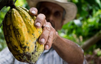 cocoa man colombia peasant 50707