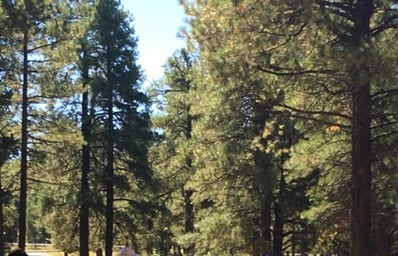 Flag Trees