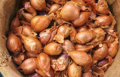 Shallots