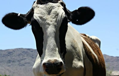 Cow photo