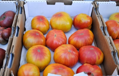 a heirloom toms