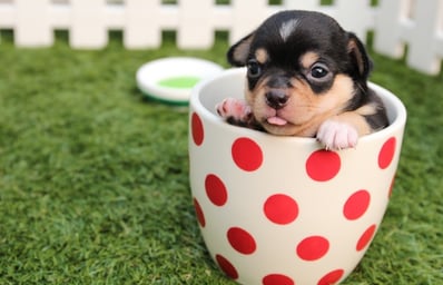 chihuahua dog puppy cute 39317