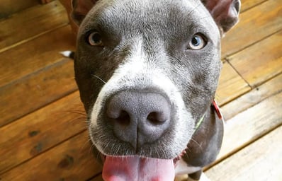 bennie