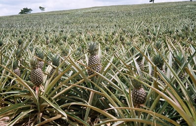 Ghana pineapple field