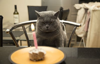 angry cat