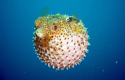 blowfish sea underwater