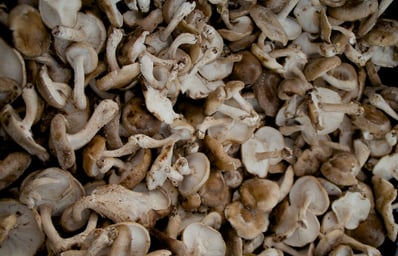 mushrooms2 1