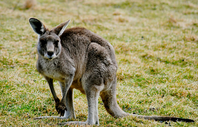 800px Unidentified kangaroo Blue Mountains New South Wales Australia 8