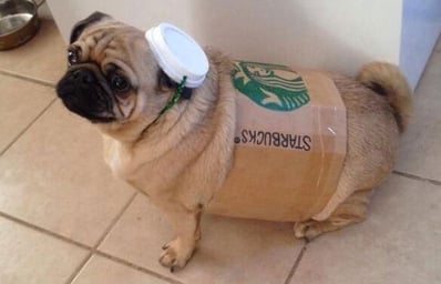 pug