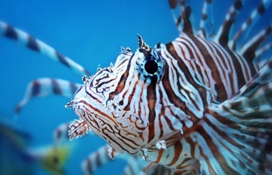 llionfish wallpaper hd wallpaper