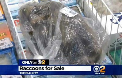la me ln raccoon supermarket investigation 20150211