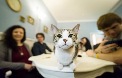 Cat Cafe 006