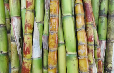 Sugar Cane You Can Eat Raw IMG 2248