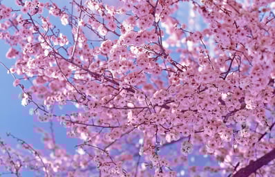 Cherry Blossoms