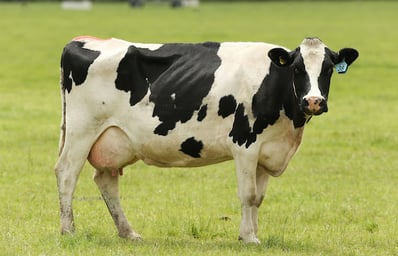 featureimagecow