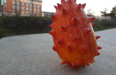 K Melon pic