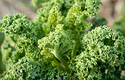 kale plant