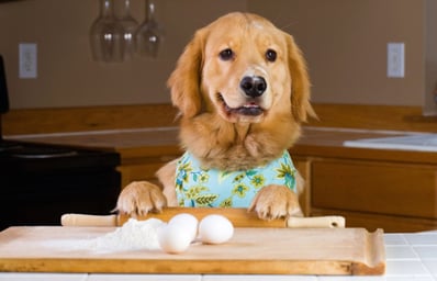 Dog Preparing Dinner e13812461288351