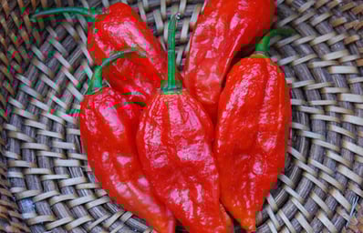 bhut jolokia pepper