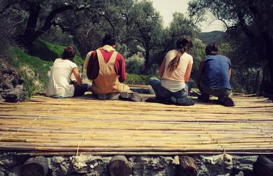Olive orchard
