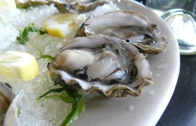 oyster