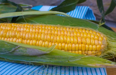 corn 3