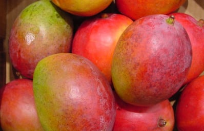 product foods fruits mango large