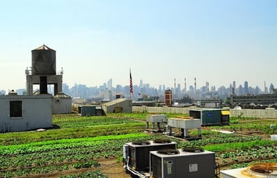 Brooklyn Grange 4