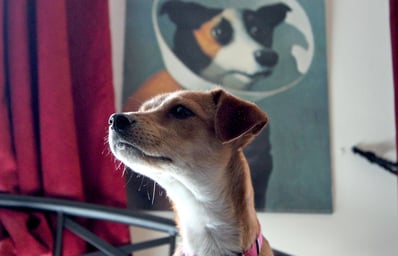 Baker Dog8